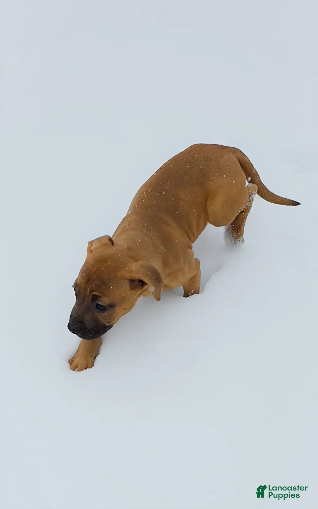 Mixed Breed dogs for sale: Rose 🌹  - Ad 4