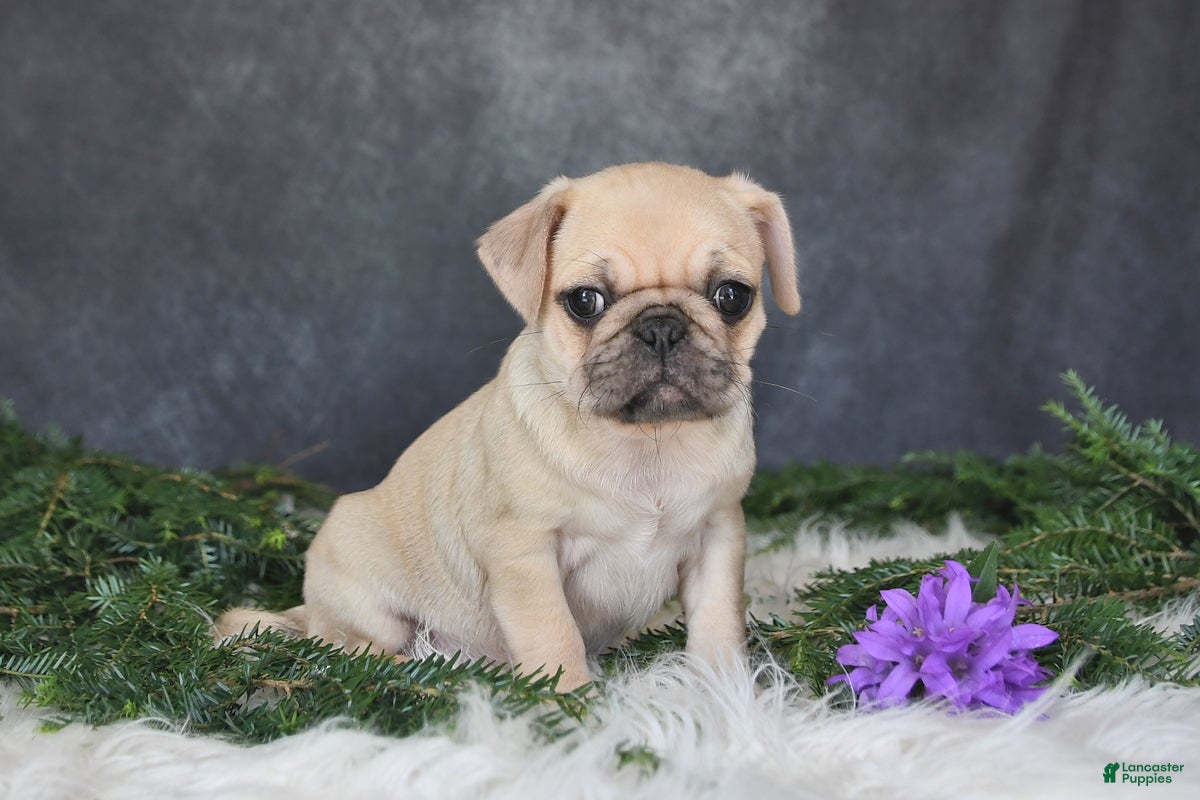 Pug dogs Jenny - Ad 2