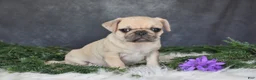 Pug dogs for sale: Jenny - Ad 2