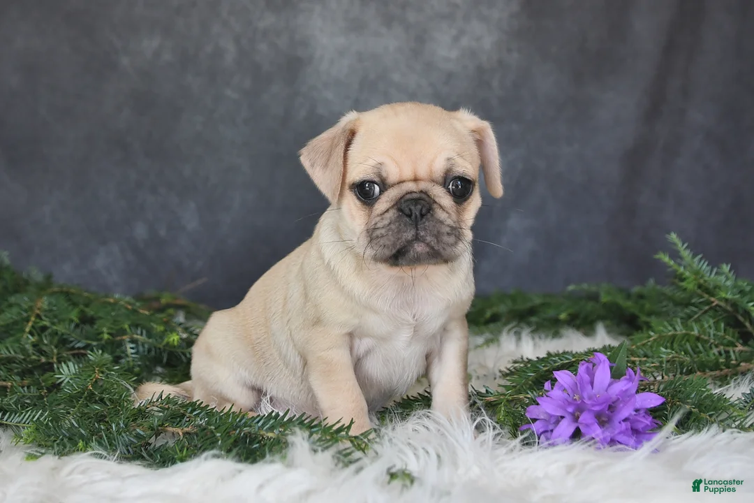 Pug dogs for sale: Jenny - Ad 2