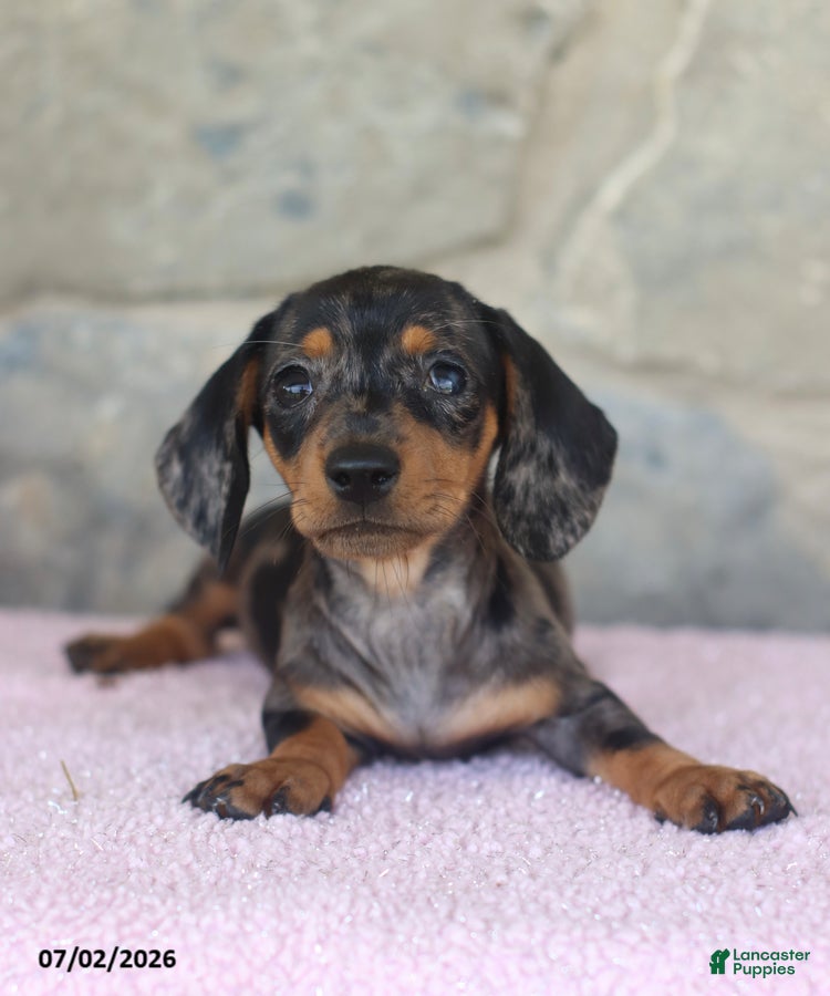Miniature Dachshund dogs Carla - Ad 2