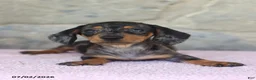 Miniature Dachshund dogs for sale: Carla - Ad 2