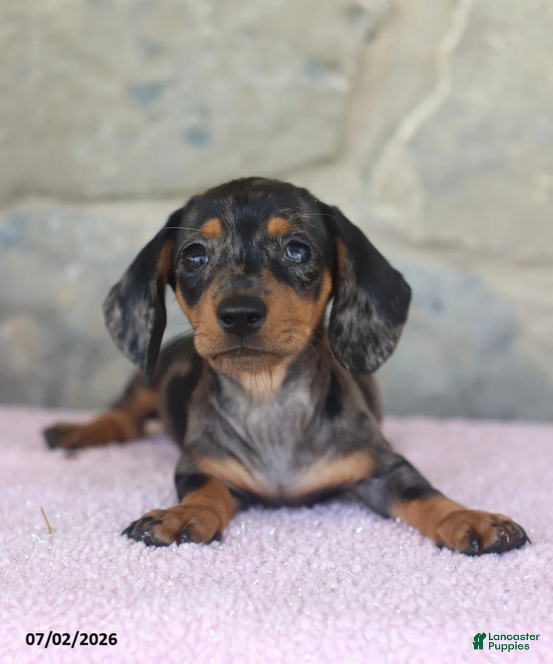 Miniature Dachshund dogs for sale: Carla - Ad 2