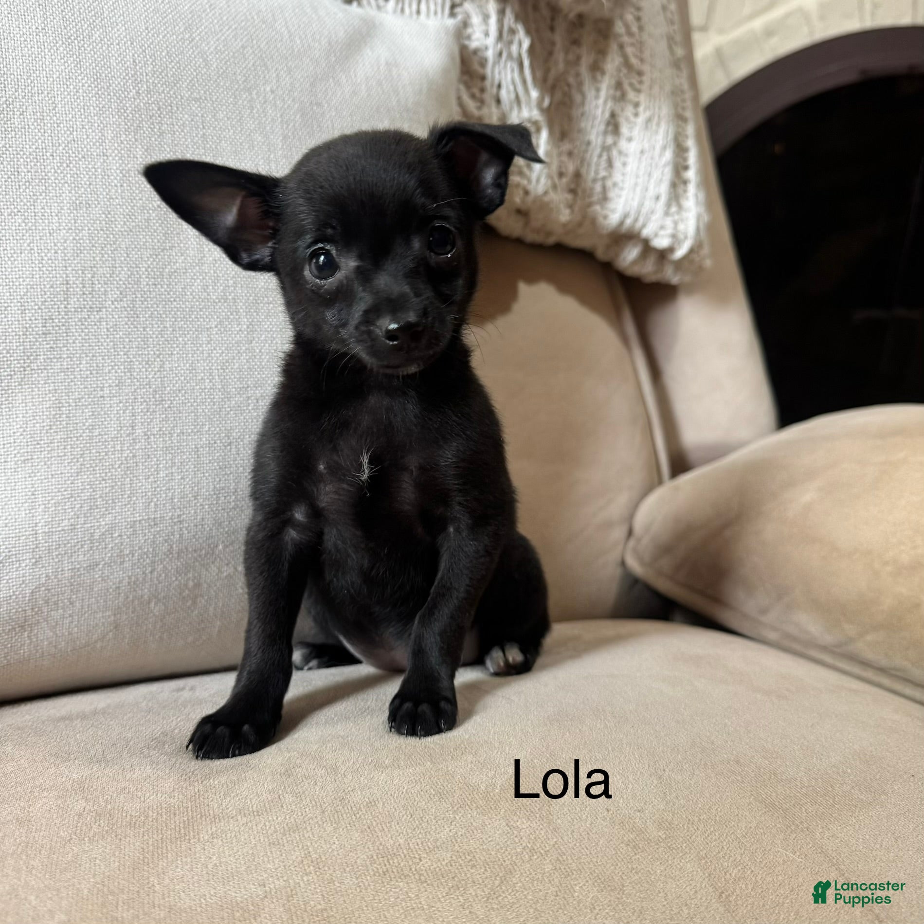 Chihuahua dogs Lola - Ad 5