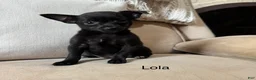 Chihuahua dogs for sale: Lola - Ad 1