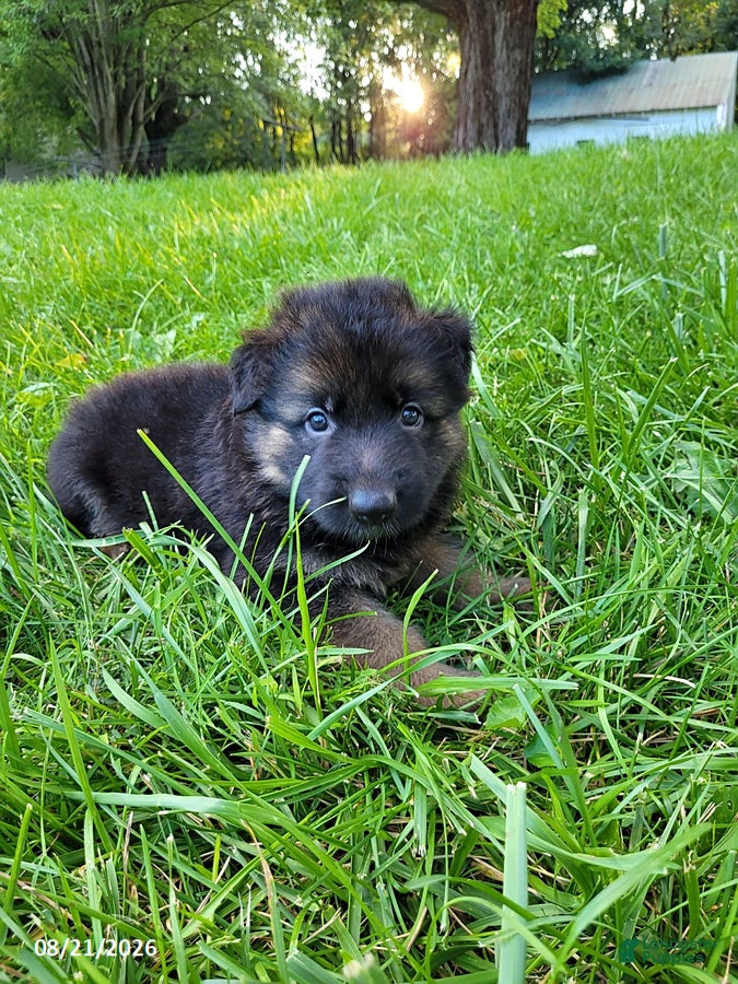 German Shepherd dogs Dallas - Ad 2