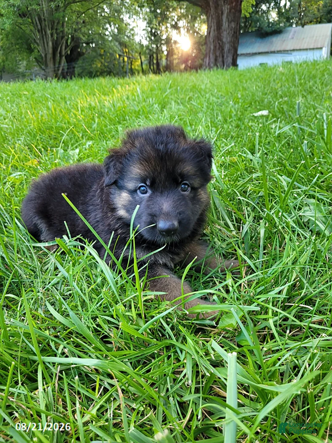 German Shepherd dogs for sale: Dallas - Ad 2