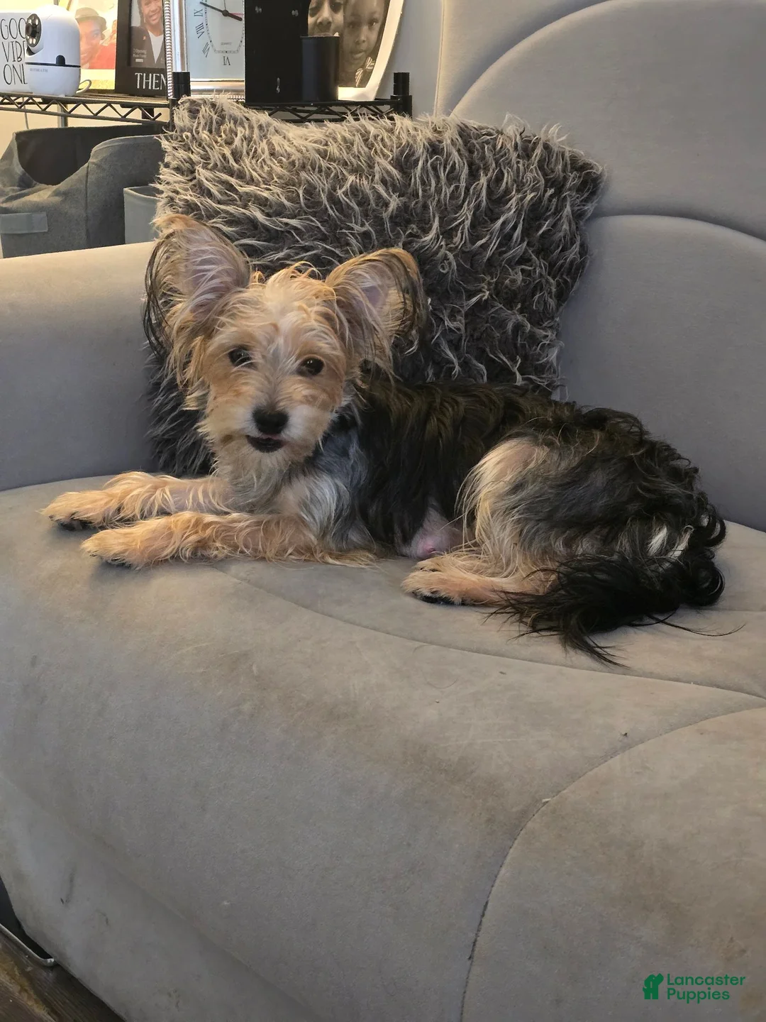 Morkie dogs for sale: Morkie 1 - Ad 2