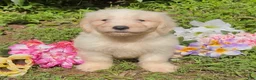 Mini Goldendoodle dogs for sale: Kristoff - Ad 3