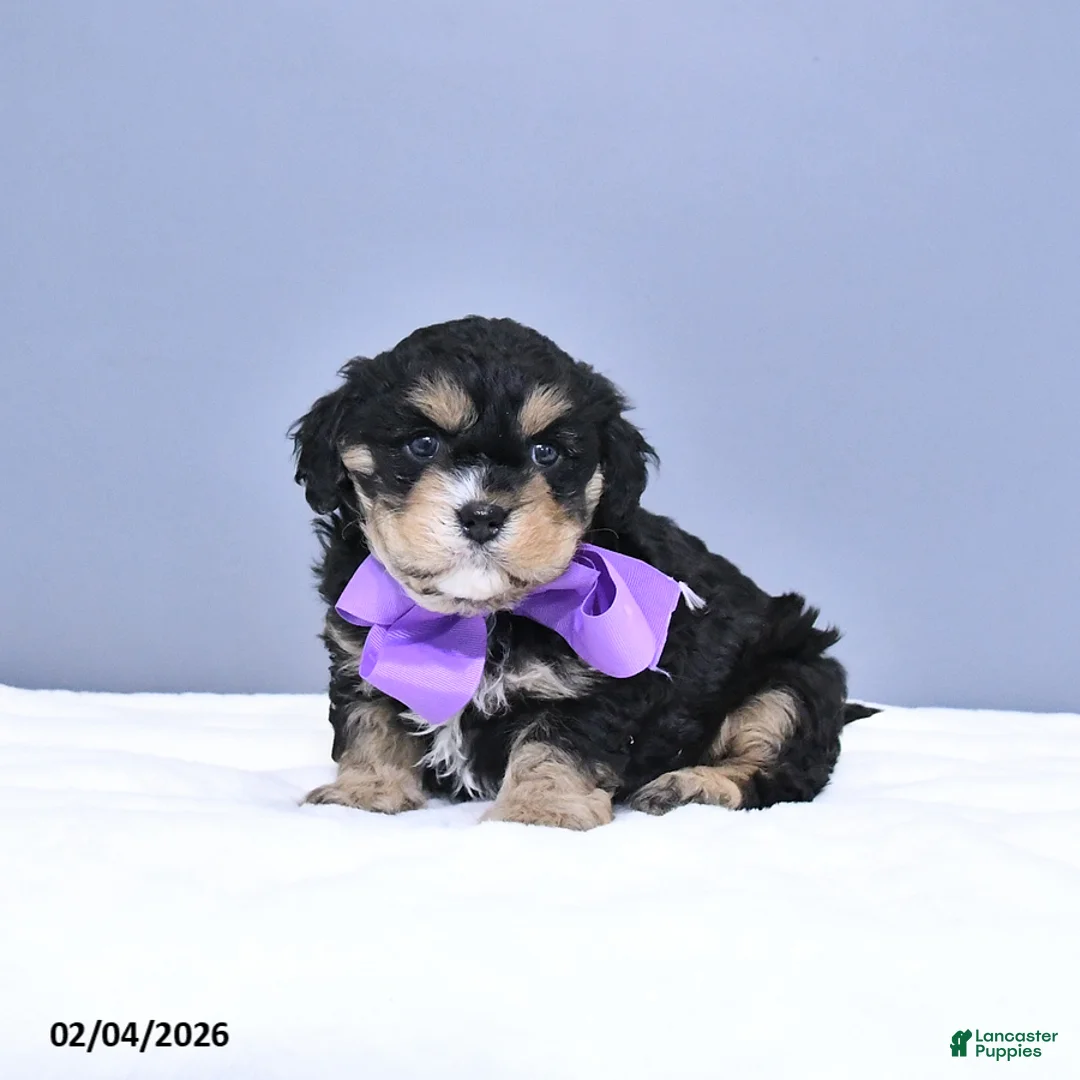 Cavapoo dogs for sale: Apollo - Ad 4