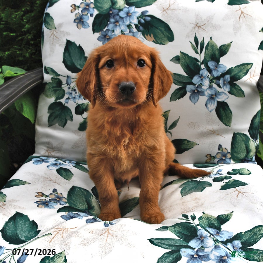 Golden Retriever dogs Caramel - Ad 2