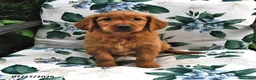 Golden Retriever dogs for sale: Caramel - Ad 2
