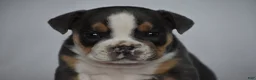 Beabull dogs for sale: Captain - Ad 9