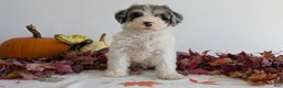 Mixed Breed dogs for sale: Niko - Ad 10