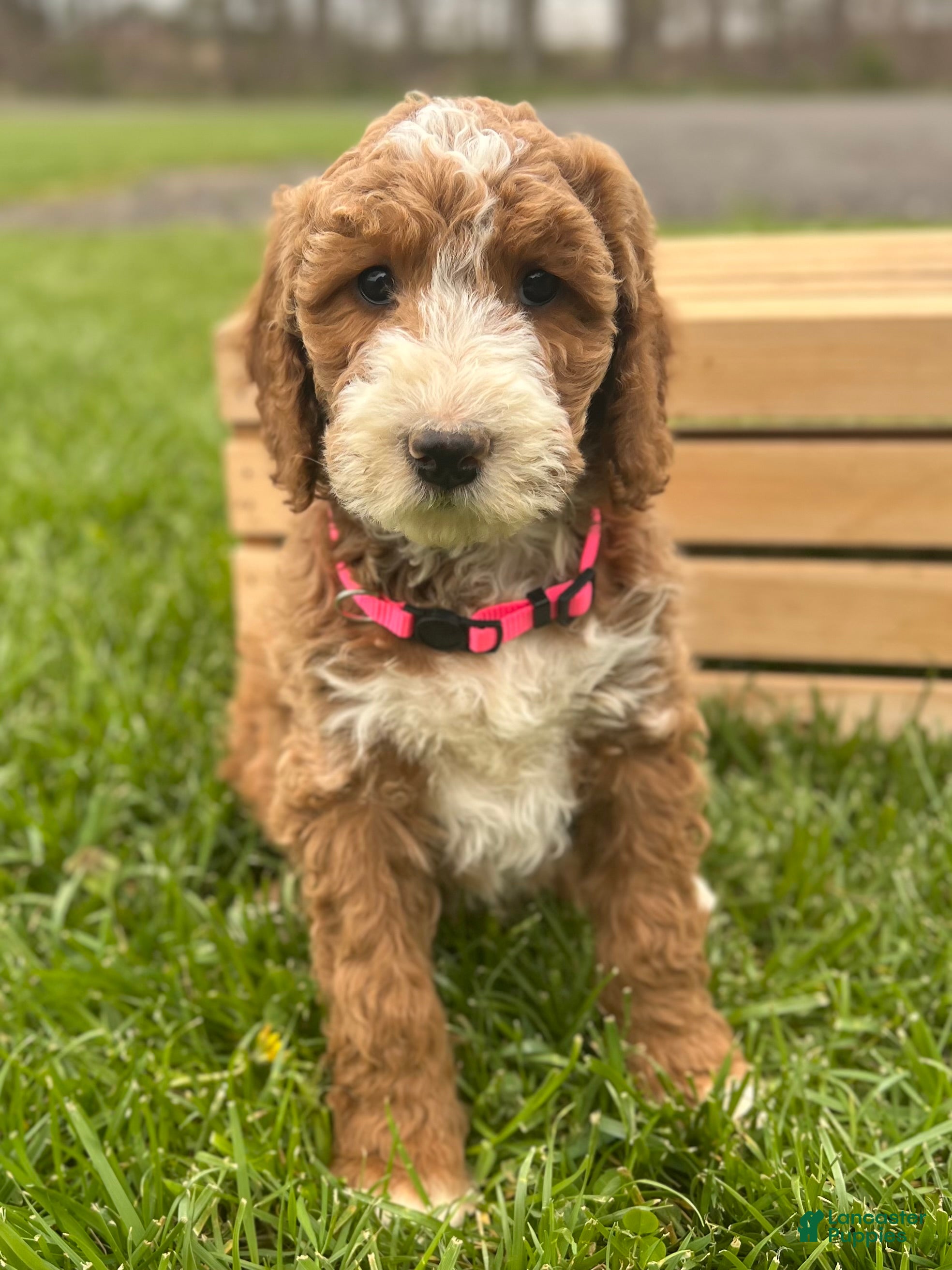 Irish Doodle dogs Adele - Ad 1