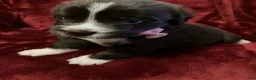 Newfoundland dogs for sale: Lola - Ad 1