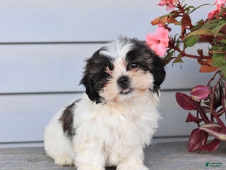 Teddy Bear dogs Lori - Ad 15