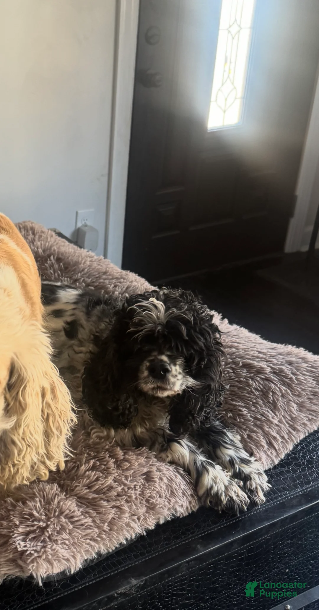 Cocker Spaniel dogs for sale: Benny - Ad 4