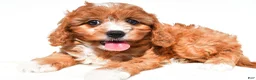 Cavapoo dogs for sale: Lilly - Ad 6