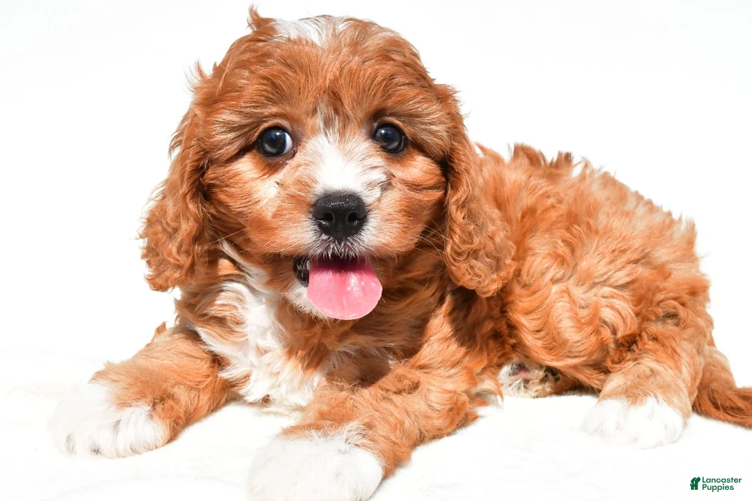 Cavapoo dogs for sale: Lilly - Ad 6