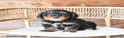 Mini Bernedoodle dogs for sale: Patches - Ad 4