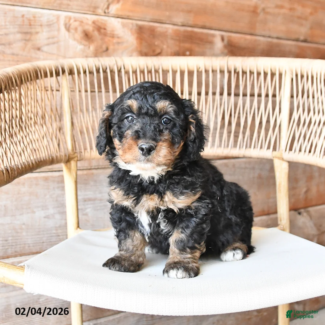 Mini Bernedoodle dogs for sale: Patches - Ad 4