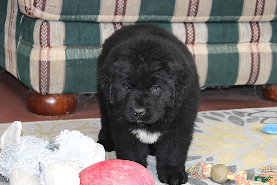 Newfoundland dogs for sale: OFA, AKC, CH Angie - Ad 1