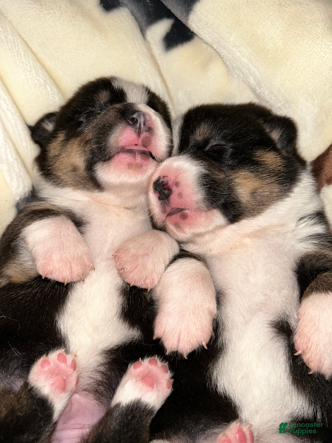 Welsh Corgi Pembroke dogs for sale: Welsh Corgi Pembroke male - Ad 3