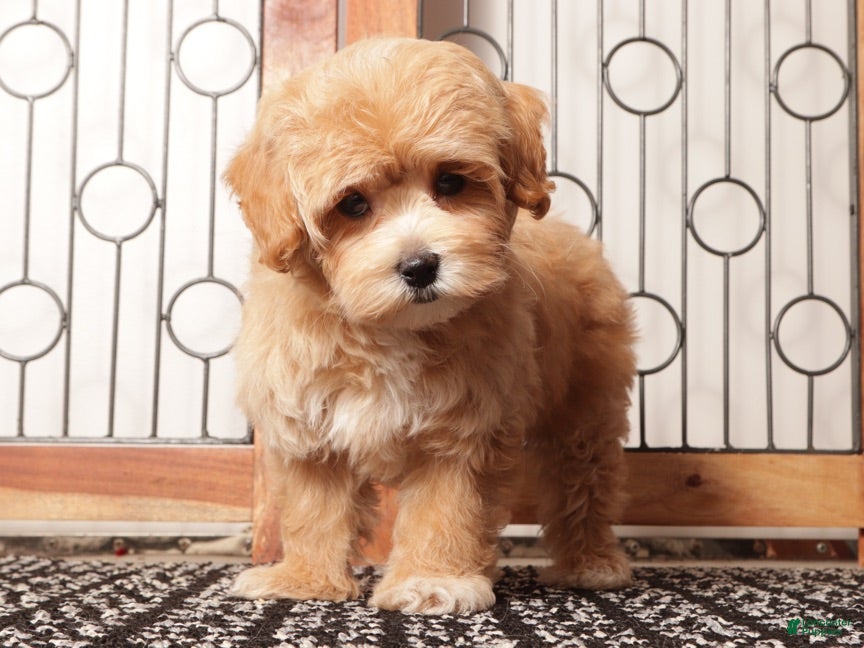 Maltipoo dogs Paul Male Maltipoo - Ad 2