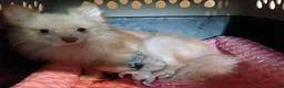 Pomeranian dogs for sale: Pomeranian 1 - Ad 5