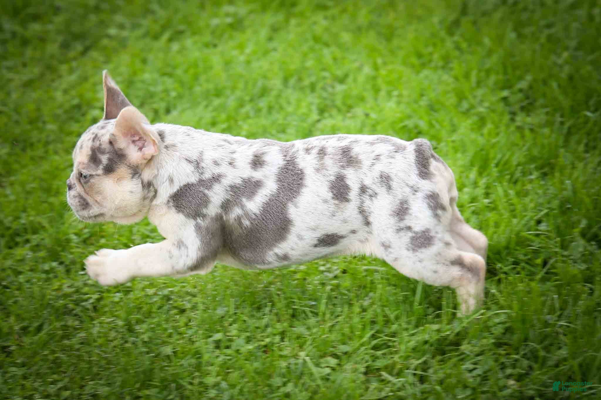 French Bulldog dogs Spencer 🐾 - Ad 2