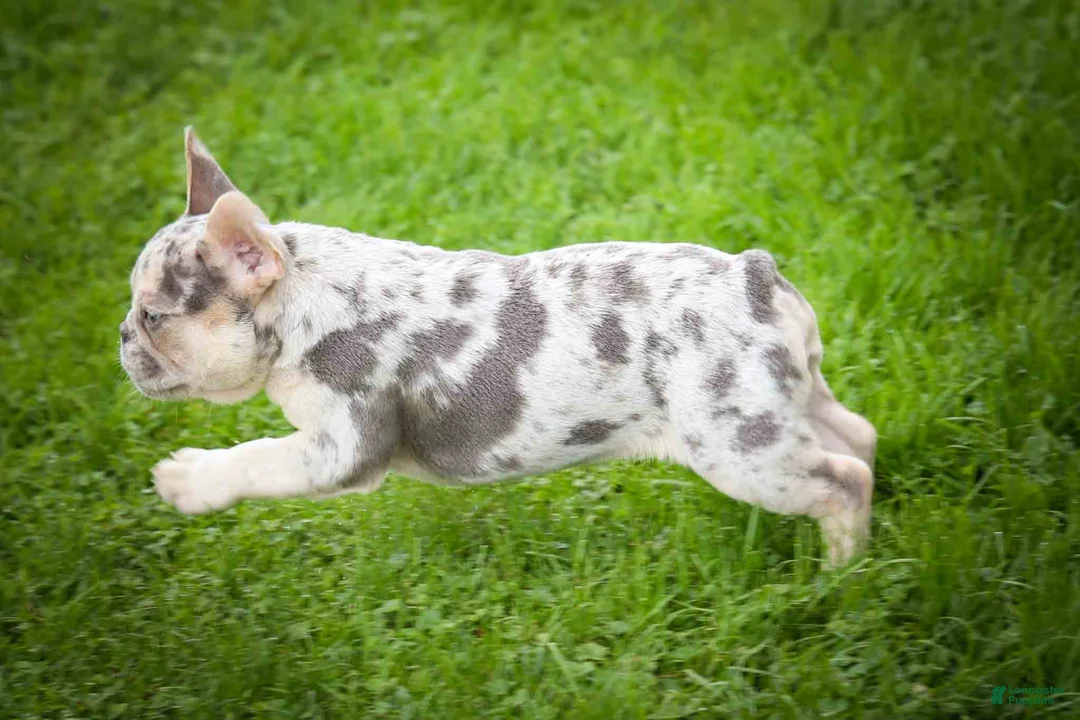 French Bulldog dogs for sale: Spencer 🐾 - Ad 2