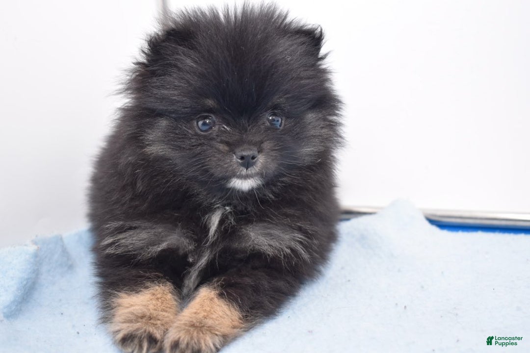 Pomsky dogs for sale: Brisa - Ad 5