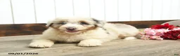 Aussiedoodle dogs for sale: Queen Bee - Ad 3
