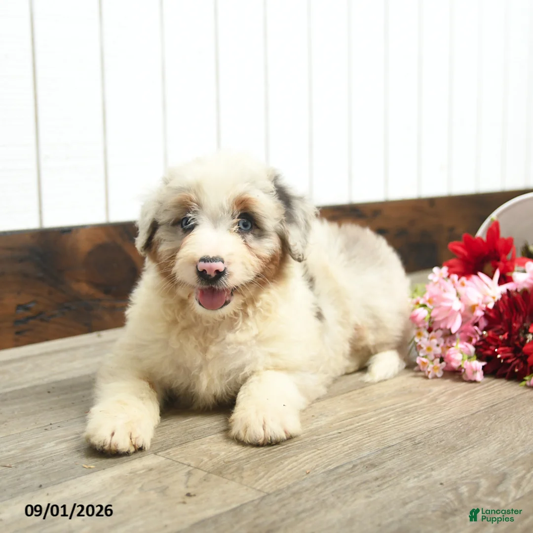 Aussiedoodle dogs for sale: Queen Bee - Ad 3
