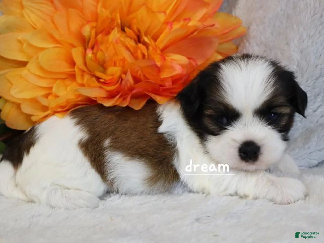 Mixed Breed dogs for sale: Gemma - Ad 6