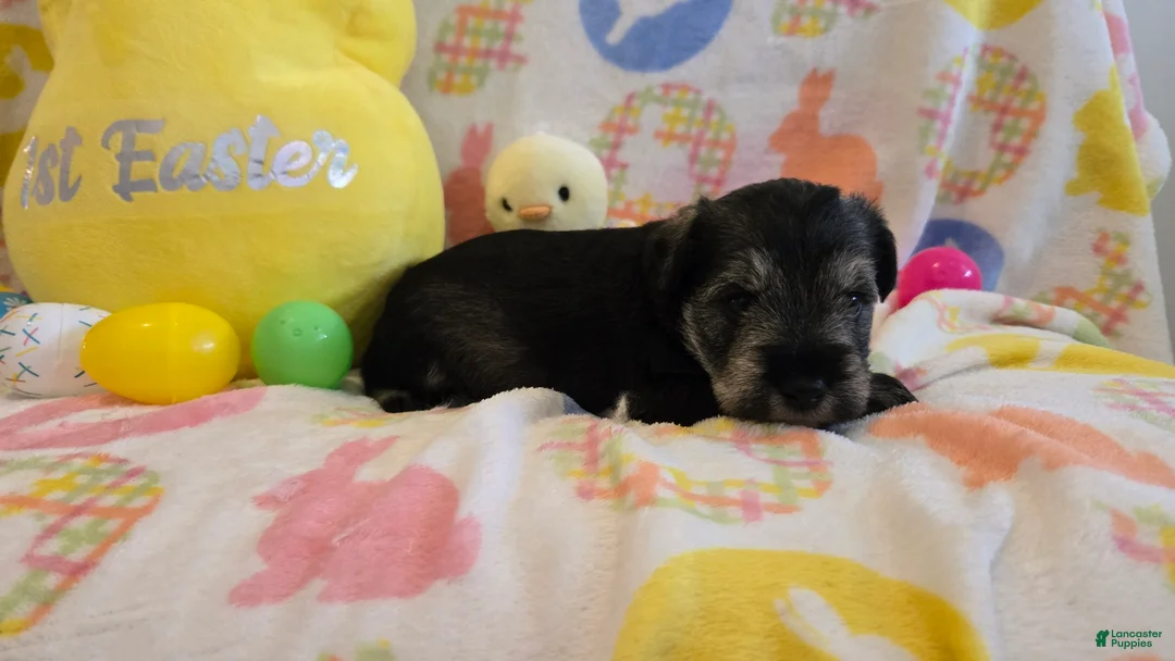 Miniature Schnauzer dogs for sale: Maverick - Ad 1