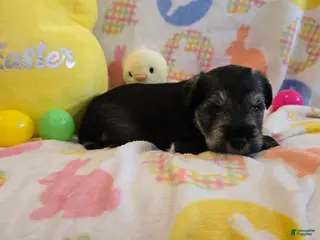 Miniature Schnauzer dogs Maverick - Ad 33