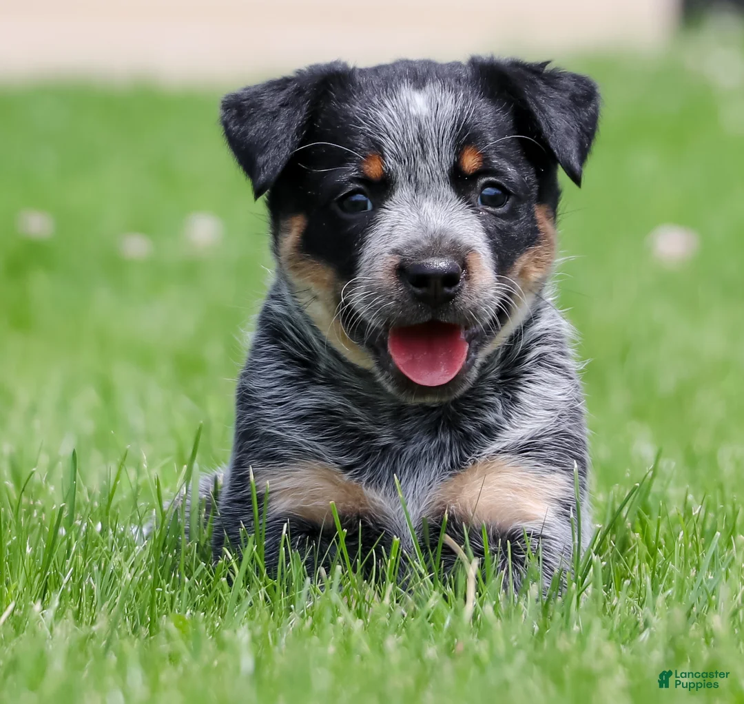 Australian Cattle Dog dogs for sale: Mesa - Ad 1
