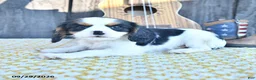 Cavalier King Charles Spaniel dogs for sale: Cajun - Ad 1