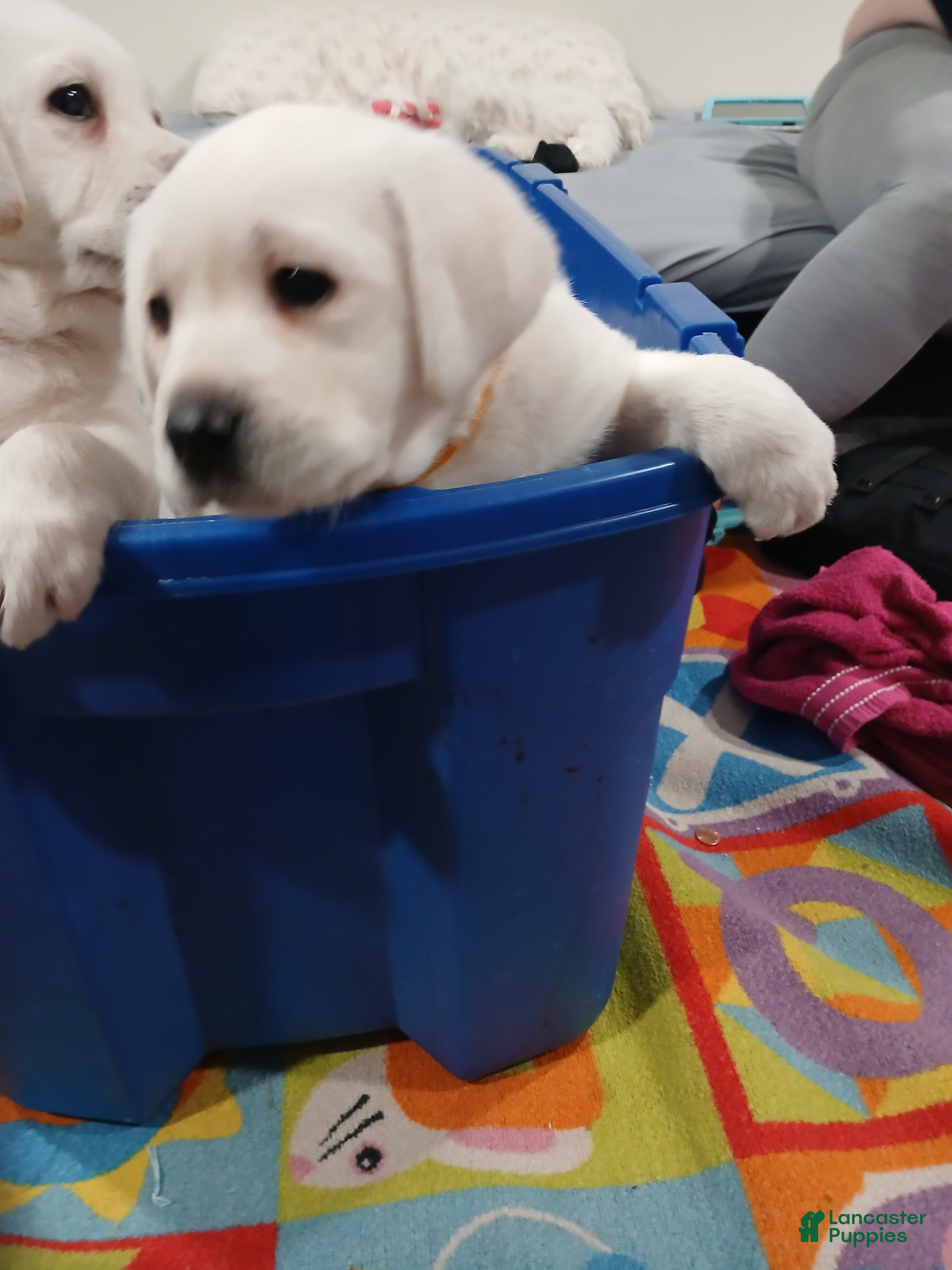 Labrador Retriever dogs Cash - Ad 1