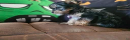 Yorkshire Terrier dogs for sale: Yorkshire Terrier 1 - Ad 4