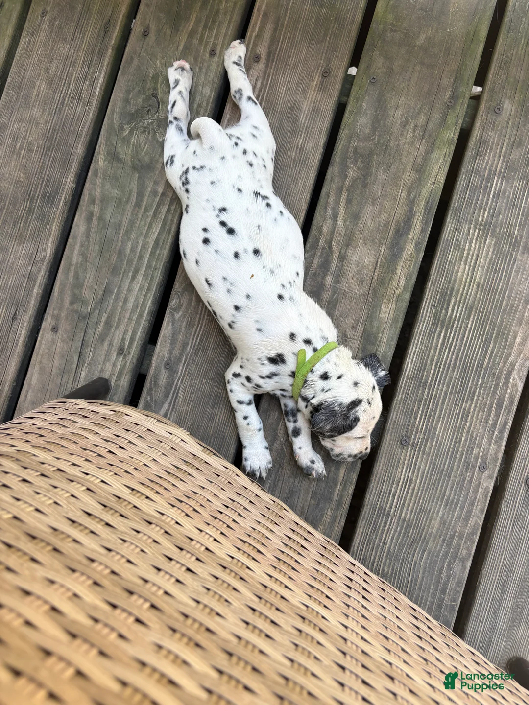 Dalmatian dogs for sale: Dalmatian 3 - Ad 2