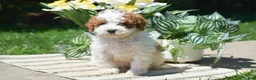Miniature Poodle dogs for sale: Preston - Ad 3