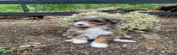 Bernedoodle dogs for sale: Roxy - Ad 11