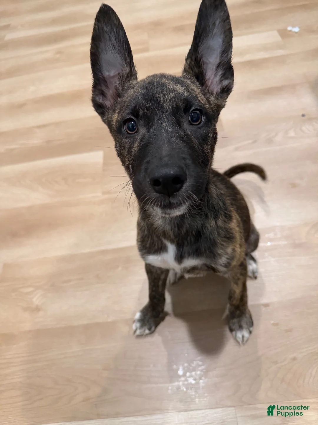 Mixed Breed dogs for sale: Mixed Breed 1 - Ad 10