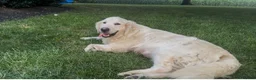 Golden Retriever dogs for sale: Miss Red - Ad 3
