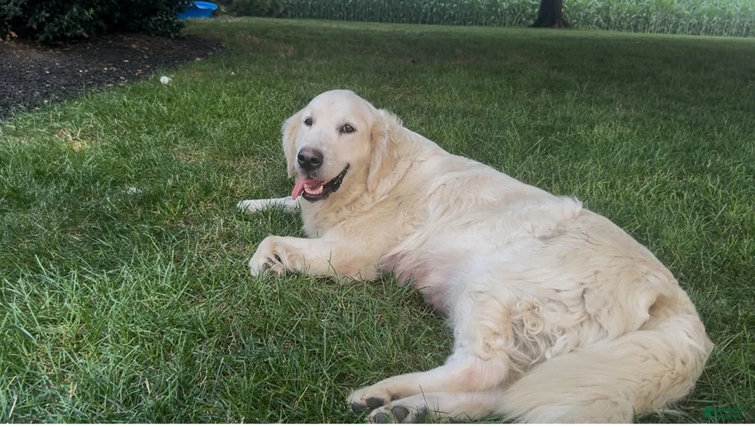 Golden Retriever dogs for sale: Miss Red - Ad 3