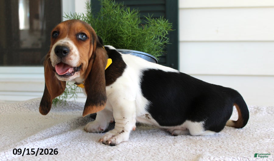 Basset Hound dogs Chief - Ad 1