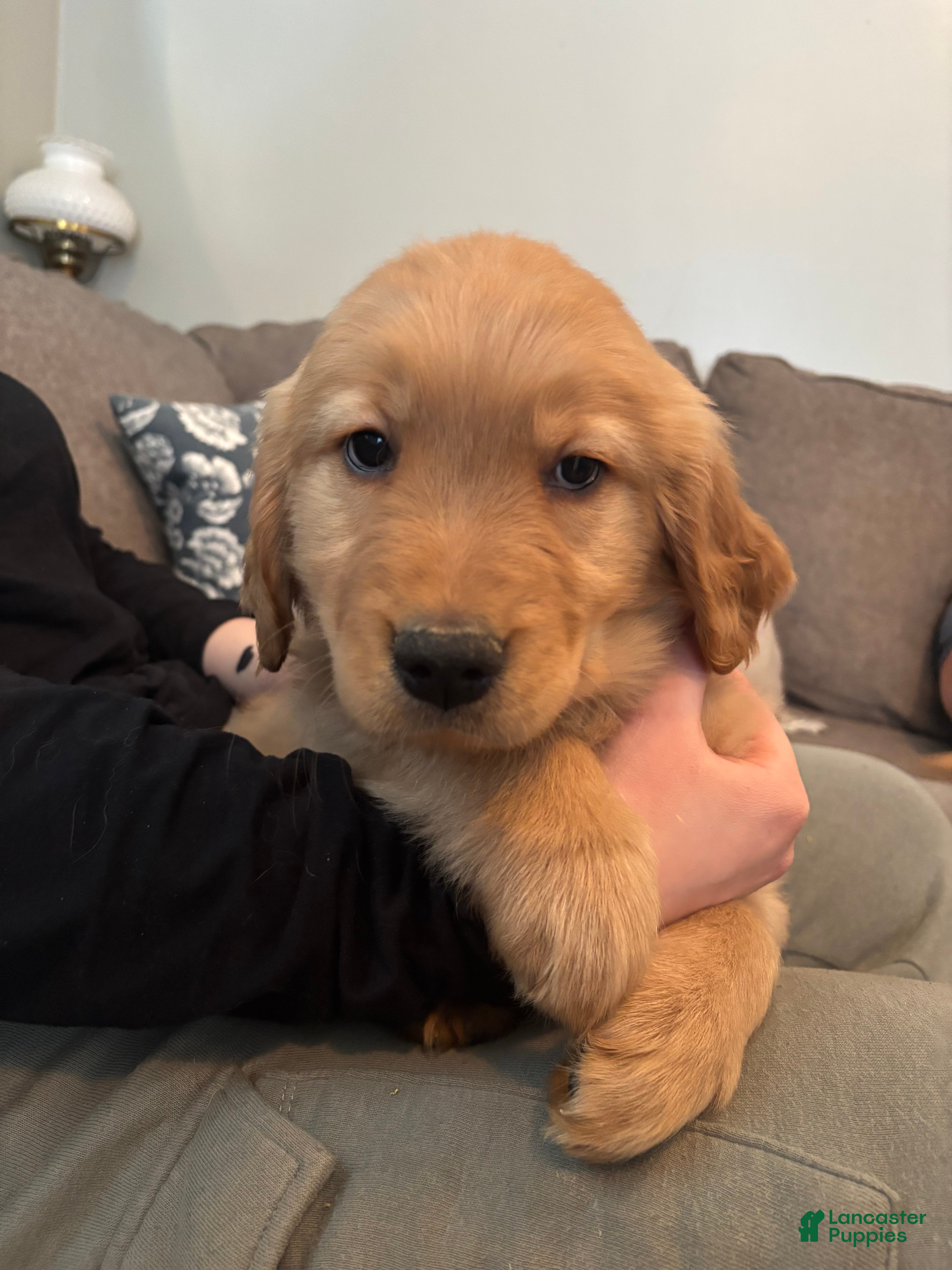 Golden Retriever dogs Neon green male - Ad 37